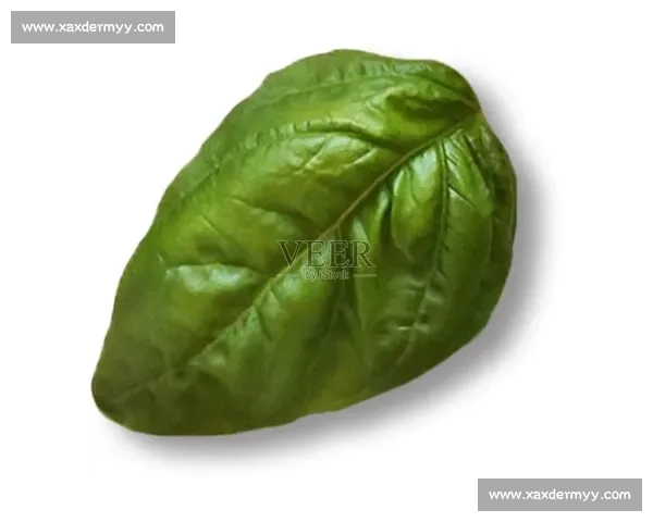 菠菜vs常见绿叶菜营养价值与健康功效全面对比解析科学解读指南